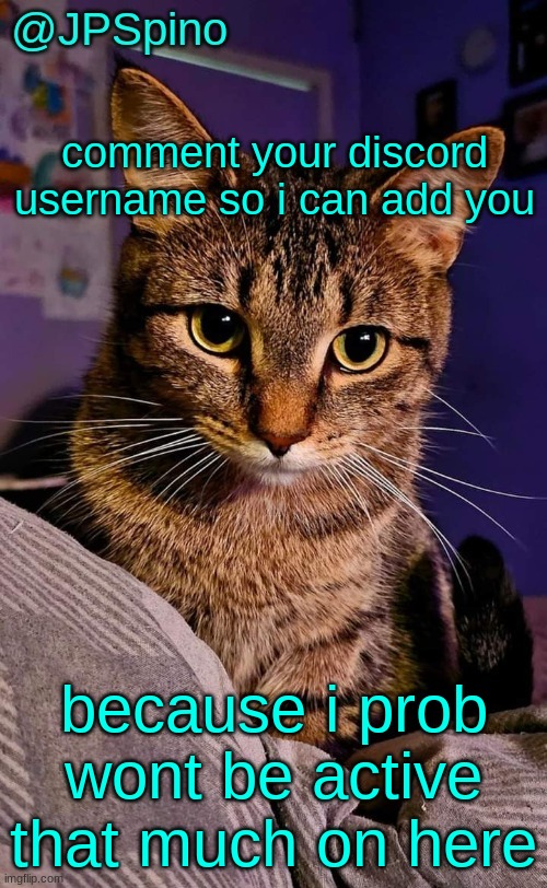 JPSpino's cat temp | comment your discord username so i can add you; because i prob wont be active that much on here | image tagged in jpspino's cat temp | made w/ Imgflip meme maker