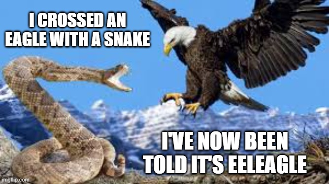 memes by Brad - I crossed a snake with an eagle - I'm told it's eeleagle - | I CROSSED AN EAGLE WITH A SNAKE; I'VE NOW BEEN TOLD IT'S EELEAGLE | image tagged in funny,fun,eagle,bad joke eel,humor,wait that's illegal | made w/ Imgflip meme maker