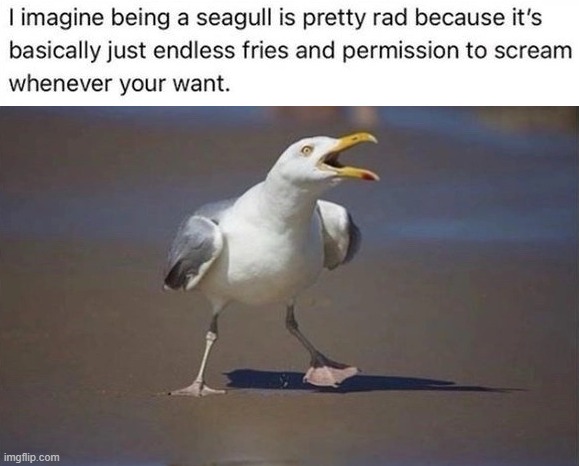 Screaming in the night | image tagged in seagull,confused screaming | made w/ Imgflip meme maker