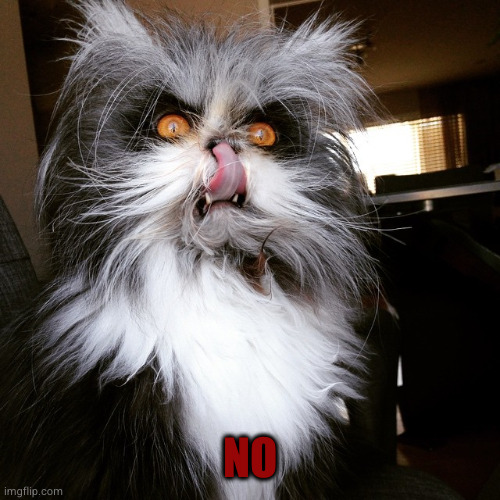 Evil Cat | NO | image tagged in evil cat | made w/ Imgflip meme maker