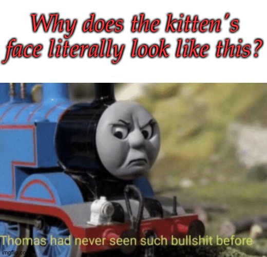 Thomas had never seen such bullshit before | Why does the kitten's face literally look like this? | image tagged in thomas had never seen such bullshit before | made w/ Imgflip meme maker