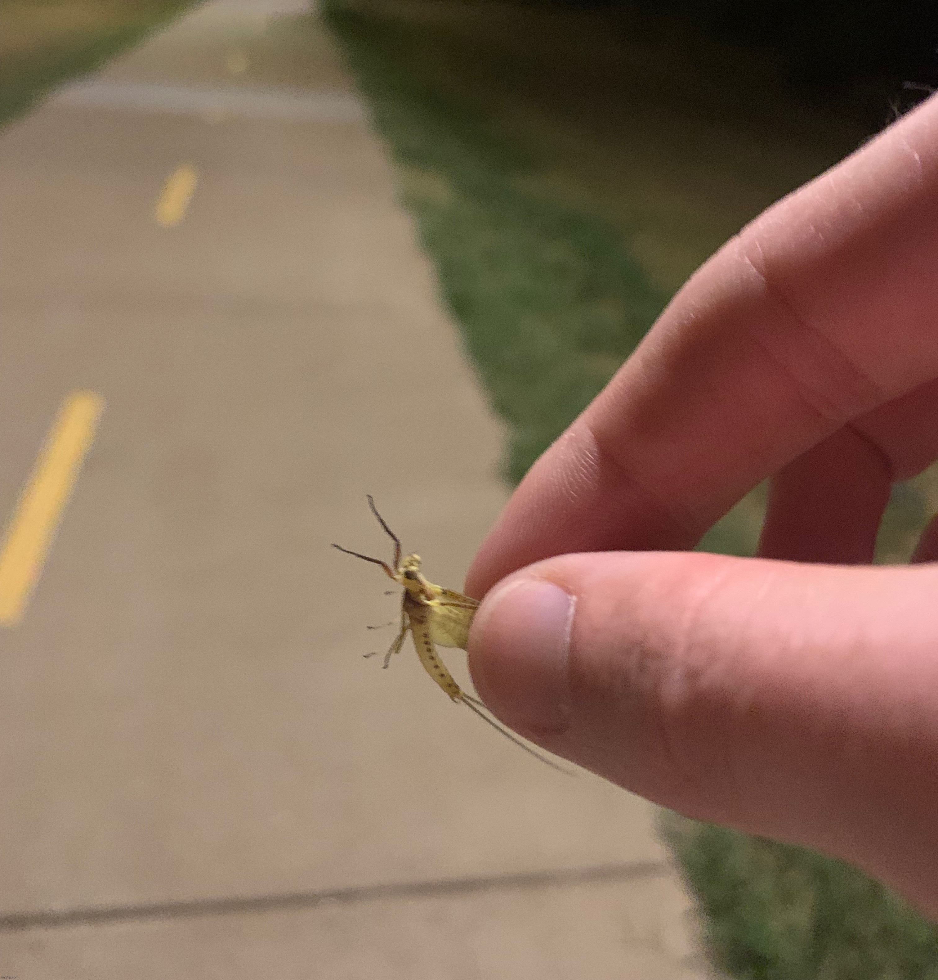 MAYFLIES | made w/ Imgflip meme maker