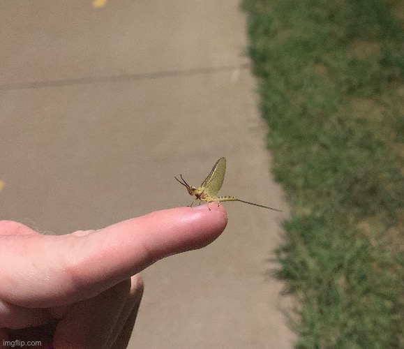MAYFLIES 2 | made w/ Imgflip meme maker