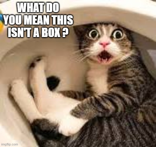 memes by Brad - My cat thinks the toilet is a box - humor | WHAT DO YOU MEAN THIS ISN'T A BOX ? | image tagged in funny,cats,toilet humor,kitten,funny cat memes,humor | made w/ Imgflip meme maker