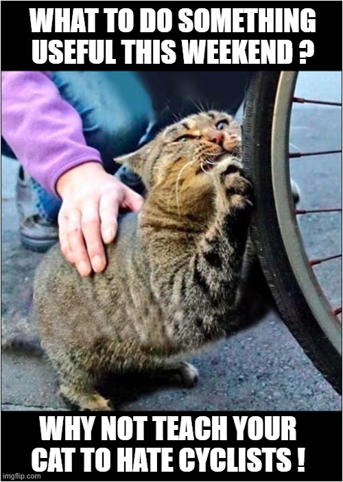 Shred Those Tyres, Kitty ! | WHAT TO DO SOMETHING USEFUL THIS WEEKEND ? WHY NOT TEACH YOUR CAT TO HATE CYCLISTS ! | image tagged in cats,hate,cyclists | made w/ Imgflip meme maker