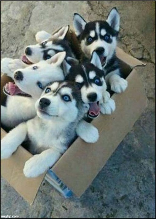 Your Package Of Joy Has Arrived ! | image tagged in dogs,puppies,huskies,box | made w/ Imgflip meme maker