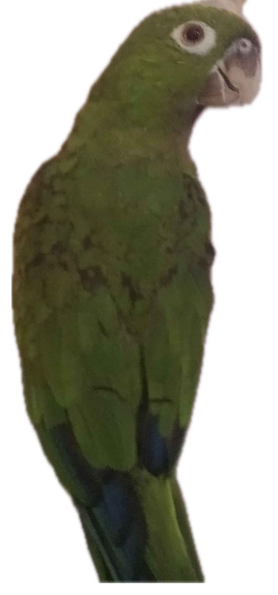 parrot Blank Meme Template