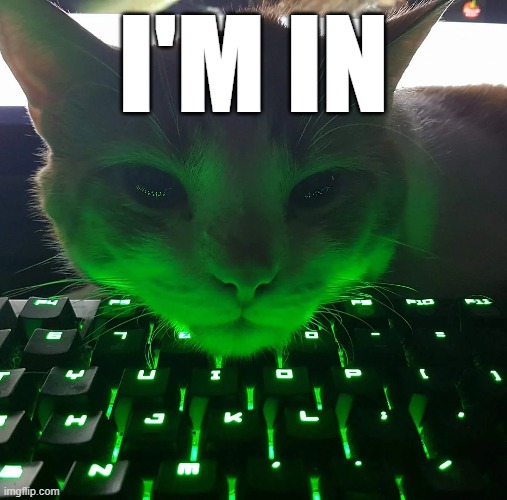 hacker cat | I'M IN | image tagged in hacker,hacking,cat,keyboard,i'm in | made w/ Imgflip meme maker