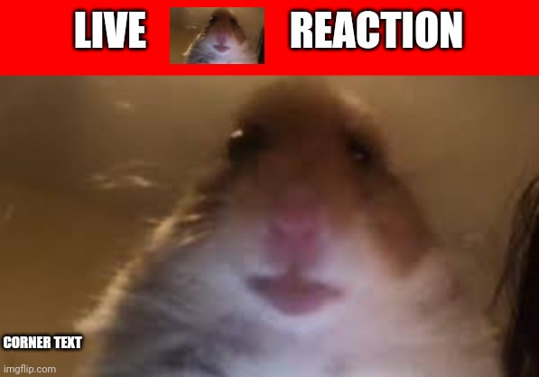 Live ?  reaction | LIVE                  REACTION; CORNER TEXT | image tagged in facetime hamster,live reaction,hampter | made w/ Imgflip meme maker