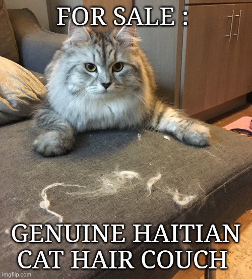 haitian illegals meme | FOR SALE :; GENUINE HAITIAN CAT HAIR COUCH | image tagged in cats | made w/ Imgflip meme maker