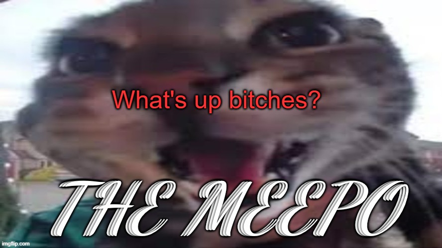 The Meepo | What's up bitches? | image tagged in the meepo | made w/ Imgflip meme maker