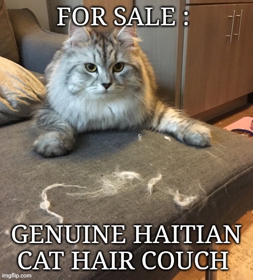 haitian illegals meme | image tagged in cats | made w/ Imgflip meme maker