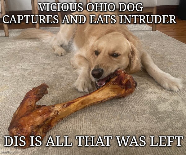 Ohio dog meme | VICIOUS OHIO DOG CAPTURES AND EATS INTRUDER; DIS IS ALL THAT WAS LEFT | image tagged in dogs | made w/ Imgflip meme maker