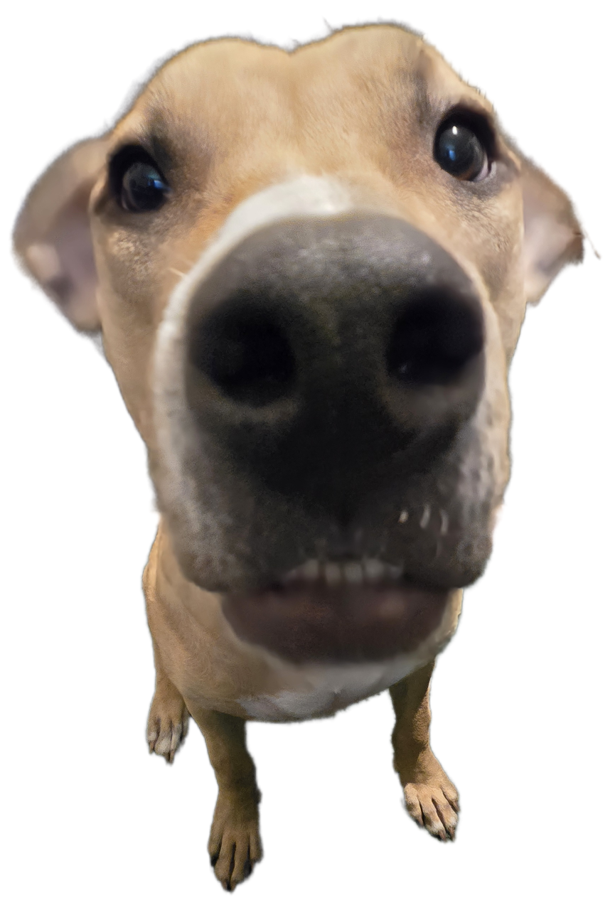 Derpy Dog Blank Meme Template