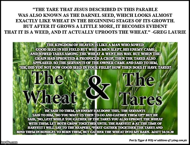 "THE TARE THAT JESUS DESCRIBED IN THIS PARABLE WAS ALSO KNOWN AS THE DARNEL SEED, WHICH LOOKS ALMOST EXACTLY LIKE WHEAT IN THE BEGINNING STAGES OF ITS GROWTH. BUT AFTER IT GROWS A LITTLE MORE, IT BECOMES EVIDENT THAT IT IS A WEED, AND IT ACTUALLY UPROOTS THE WHEAT." -GREG LAURIE; THE KINGDOM OF HEAVEN IS LIKE A MAN WHO SOWED GOOD SEED IN HIS FIELD BUT WHILE MEN SLEPT, HIS ENEMY CAME AND SOWED TARES AMONG THE WHEAT & WENT HIS WAY. BUT WHEN THE GRAIN HAD SPROUTED & PRODUCED A CROP, THEN THE TARES ALSO APPEARED. SO THE SERVANTS OF THE OWNER CAME AND SAID TO HIM, ‘SIR, DID YOU NOT SOW GOOD SEED IN YOUR FIELD? HOW THEN DOES IT HAVE TARES? HE SAID TO THEM, AN ENEMY HAS DONE THIS.  THE SERVANTS SAID TO HIM, ‘DO YOU WANT US THEN TO GO AND GATHER THEM UP?’ BUT HE SAID, ‘NO, LEST WHILE YOU GATHER UP THE TARES YOU ALSO UPROOT THE WHEAT WITH THEM. LET BOTH GROW TOGETHER UNTIL THE HARVEST & AT THE TIME OF HARVEST I WILL SAY TO THE REAPERS, “FIRST GATHER TOGETHER THE TARES AND BIND THEM IN BUNDLES TO BURN THEM, BUT GATHER THE WHEAT INTO MY BARN. -MATT 24:24-30; Post by Tigger & Willy w/ additions of i.ytimg.com pic | made w/ Imgflip meme maker