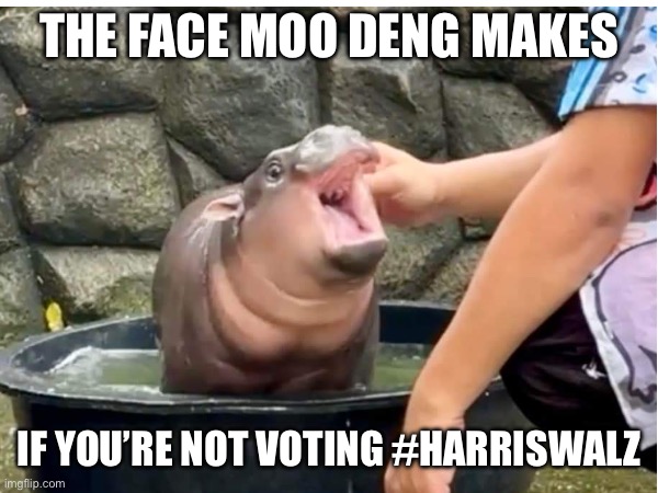 MooDeng Says Vote | THE FACE MOO DENG MAKES; IF YOU’RE NOT VOTING #HARRISWALZ | made w/ Imgflip meme maker