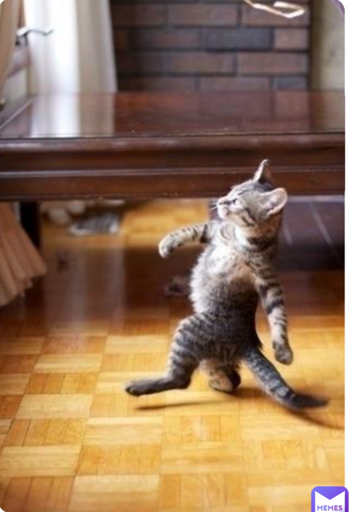 Strutting kitten Blank Meme Template