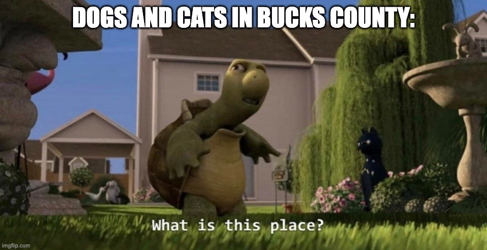 What is this place | DOGS AND CATS IN BUCKS COUNTY: | image tagged in what is this place | made w/ Imgflip meme maker