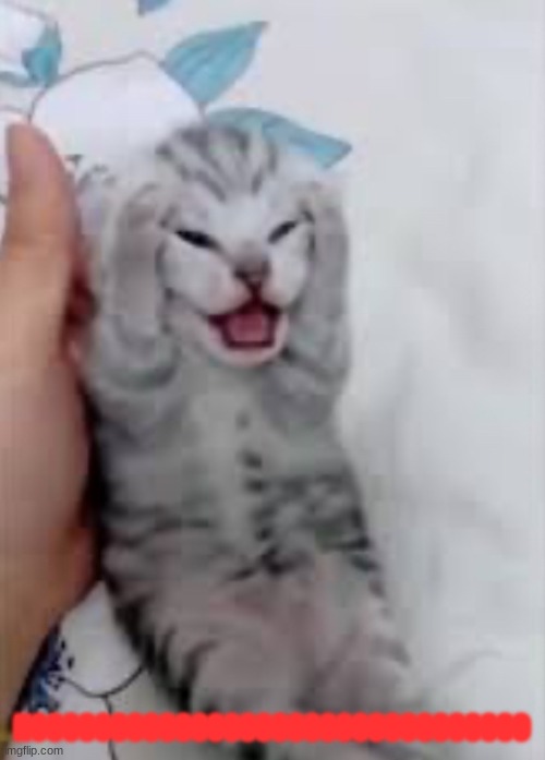 cat headache | NOOOOOOOOOOOOOOOOOOOOOOOOOOOOOOO | image tagged in cat headache | made w/ Imgflip meme maker