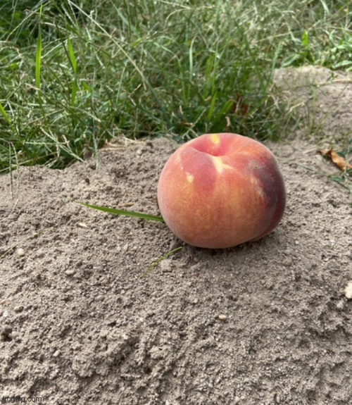 ✨ Peaches ✨ | made w/ Imgflip meme maker