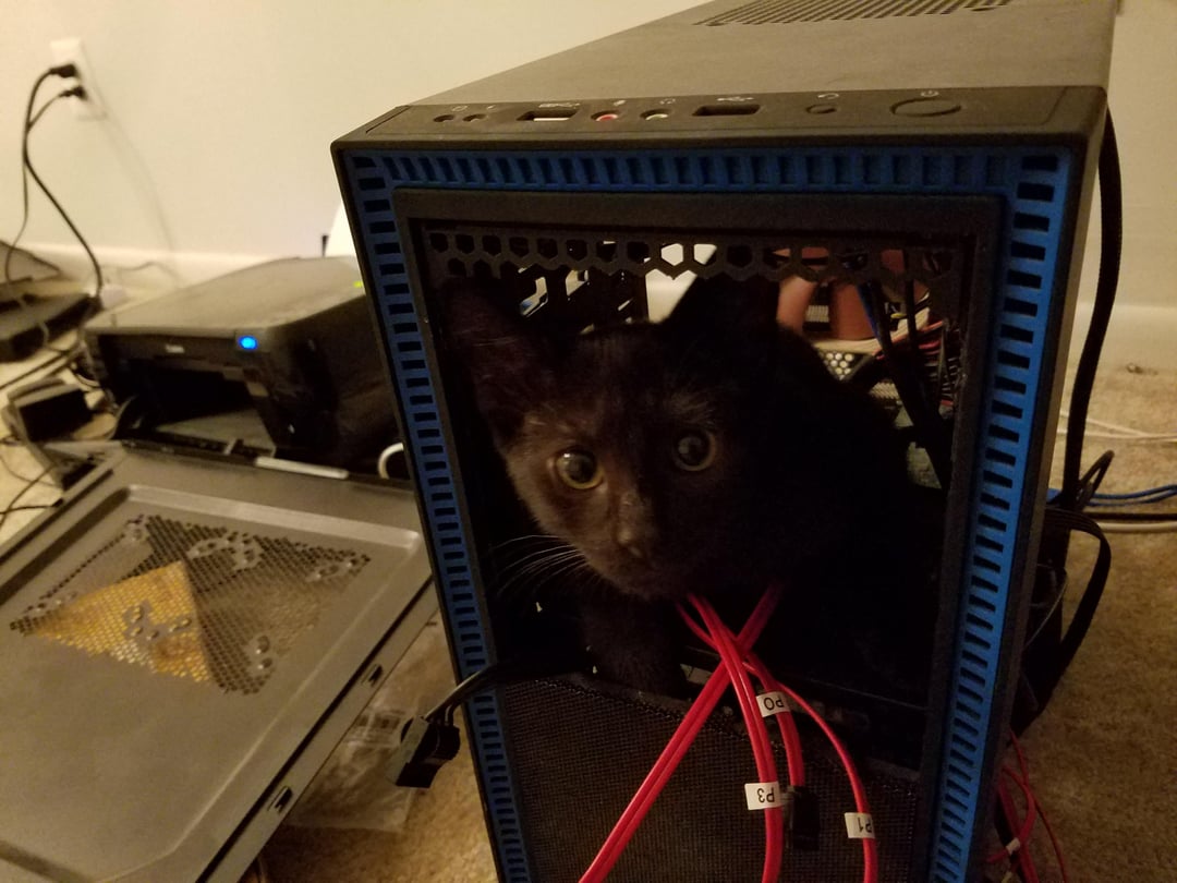 cat in pc Blank Meme Template