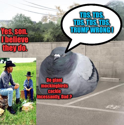 Mockingbirds Are On That Other Stream | TDS, TDS, TDS, TDS, TDS, TRUMP WRONG ! Yes, son. 
I believe they do. Do giant mockingbirds cackle incessantly, Dad ? | image tagged in beeg birb,political meme,politics,funny memes,funny | made w/ Imgflip meme maker