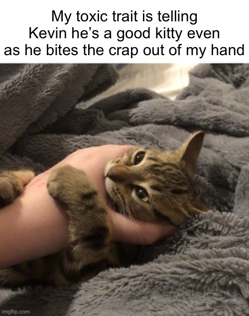 That’s my cat | My toxic trait is telling Kevin he’s a good kitty even as he bites the crap out of my hand | image tagged in cat,kevin,silly goober | made w/ Imgflip meme maker