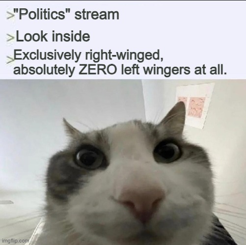 Cat looks inside | "Politics" stream Look inside Exclusively right-winged, absolutely ZERO left wingers at all. | image tagged in cat looks inside | made w/ Imgflip meme maker