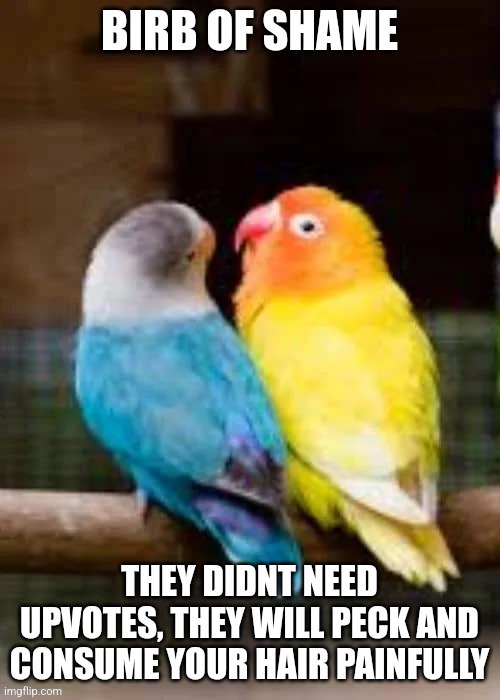 Birb of shame | image tagged in birb of shame | made w/ Imgflip meme maker