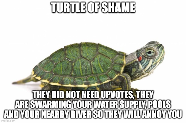 Turtle of shame Blank Meme Template