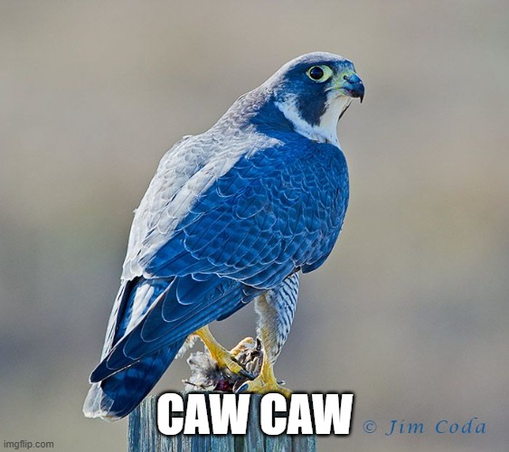 blue falcon caw | CAW CAW | image tagged in military humor,us military | made w/ Imgflip meme maker