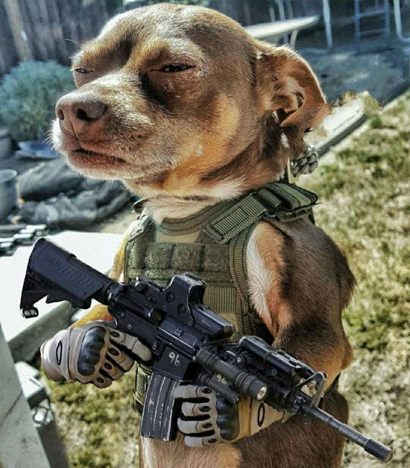 Dog with gun Blank Meme Template