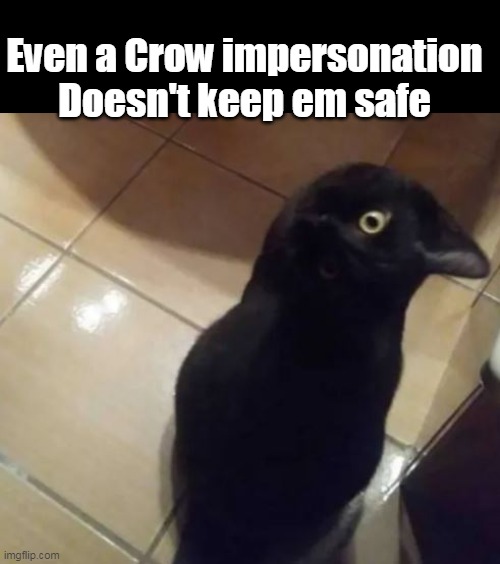 Even a Crow impersonation
Doesn't keep em safe | made w/ Imgflip meme maker