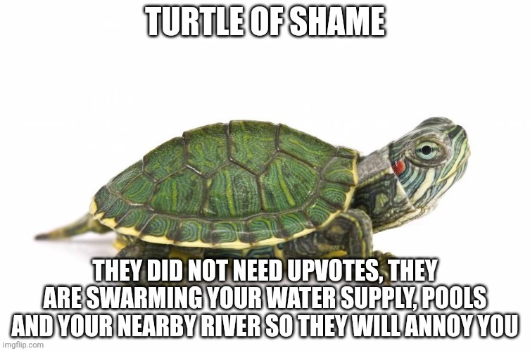 Turtle of shame | image tagged in turtle of shame | made w/ Imgflip meme maker