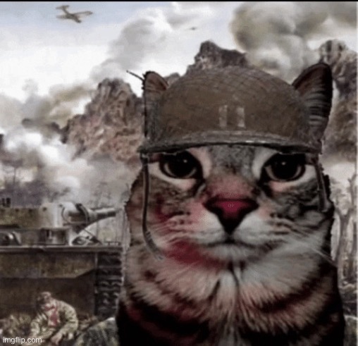 Thousand yard stare cat | image tagged in thousand yard stare cat | made w/ Imgflip meme maker