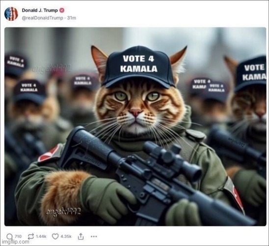 image tagged in caturday,cats,donald trump is an idiot,scumbag republicans,clown car republicans,kamala harris | made w/ Imgflip meme maker