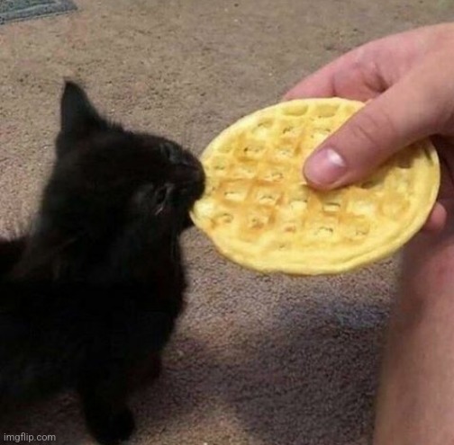 Waffle | image tagged in kitten biting a waffle | made w/ Imgflip meme maker