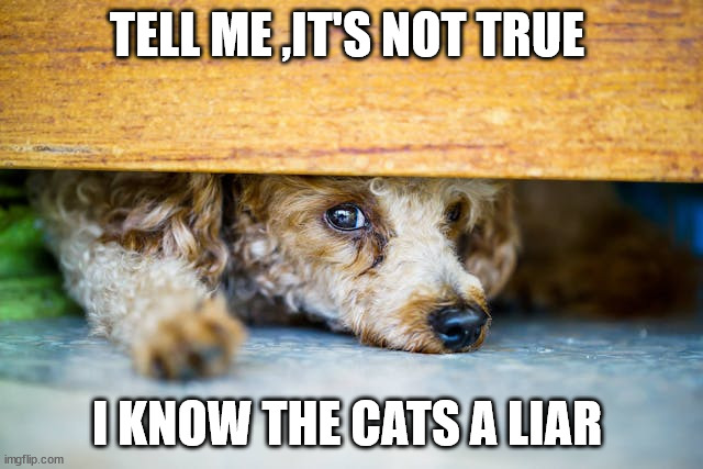 The cats a liar | TELL ME ,IT'S NOT TRUE; I KNOW THE CATS A LIAR | image tagged in the cats a liar | made w/ Imgflip meme maker