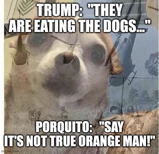 PTSD Chihuahua | TRUMP:  "THEY ARE EATING THE DOGS..."; PORQUITO:   "SAY IT'S NOT TRUE ORANGE MAN!" | image tagged in ptsd chihuahua,immigrant,fast food | made w/ Imgflip meme maker