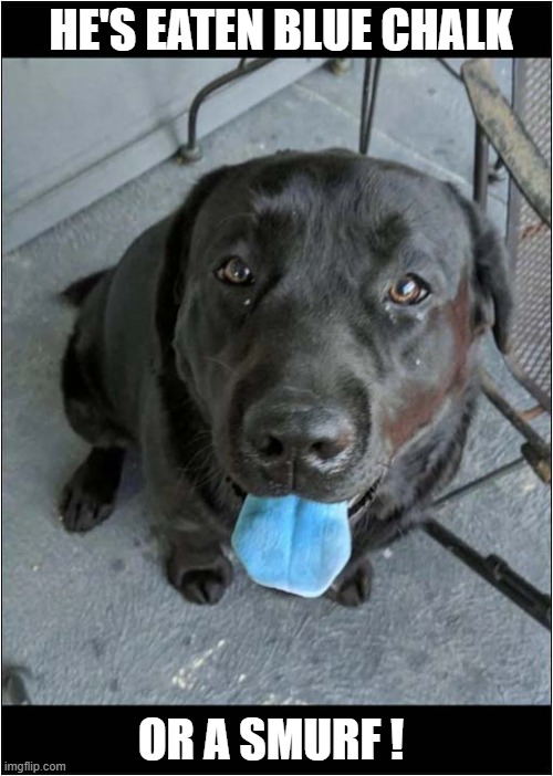 That's A Suspicious Blue Tongue | HE'S EATEN BLUE CHALK; OR A SMURF ! | image tagged in dogs,suspicious,blue,chalk,smurf | made w/ Imgflip meme maker