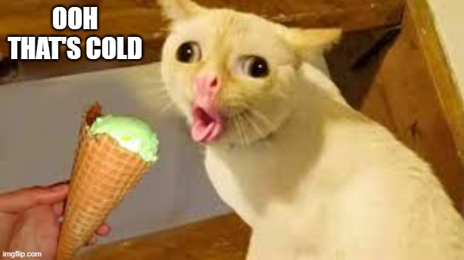 memes by Brad - the cat thinks the ice cream cone is cold | OOH THAT'S COLD | image tagged in funny,cats,kittens,ice cream cone,funny cat memes,humor | made w/ Imgflip meme maker