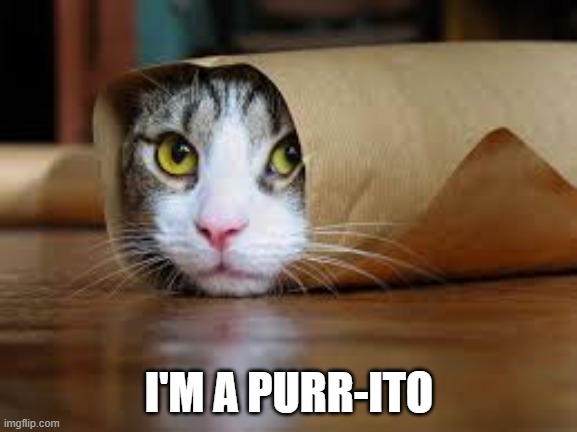 memes by Brad - My cat thinks she's a burrito or is it a purr-ito ? | I'M A PURR-ITO | image tagged in funny,cats,burrito,kitten,funny cat memes,humor | made w/ Imgflip meme maker