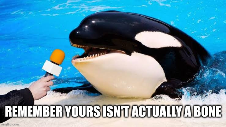 Orca talking into a microphone | REMEMBER YOURS ISN'T ACTUALLY A BONE | image tagged in orca talking into a microphone | made w/ Imgflip meme maker