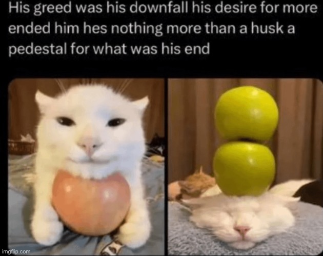 Gato | made w/ Imgflip meme maker