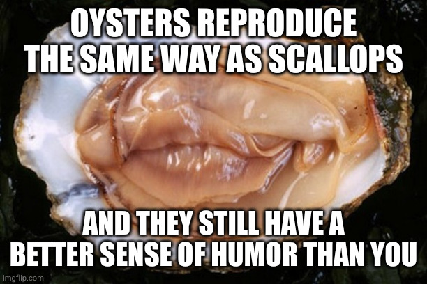 oyster | OYSTERS REPRODUCE THE SAME WAY AS SCALLOPS; AND THEY STILL HAVE A BETTER SENSE OF HUMOR THAN YOU | image tagged in oyster | made w/ Imgflip meme maker