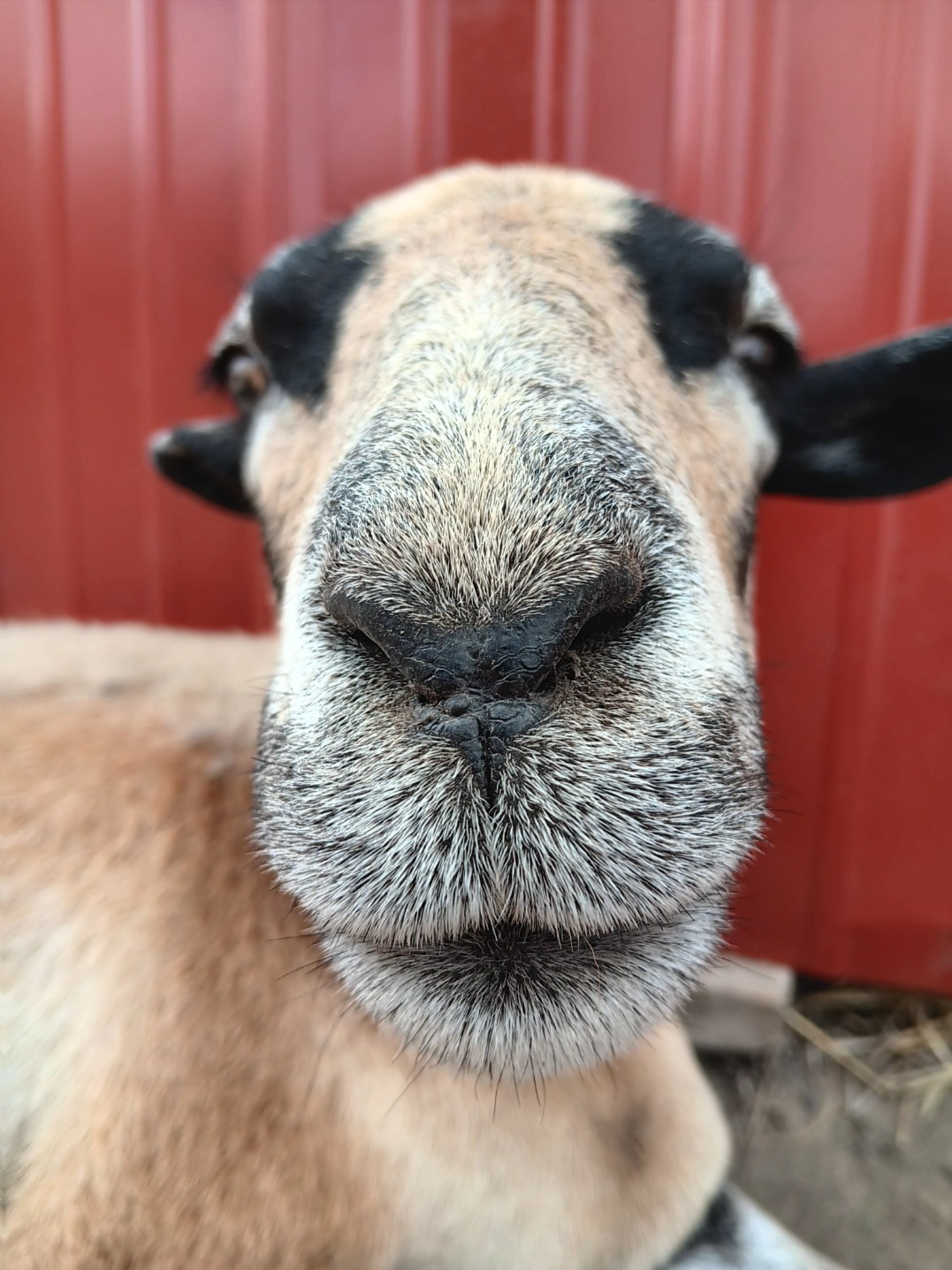 High Quality Goat stare Blank Meme Template