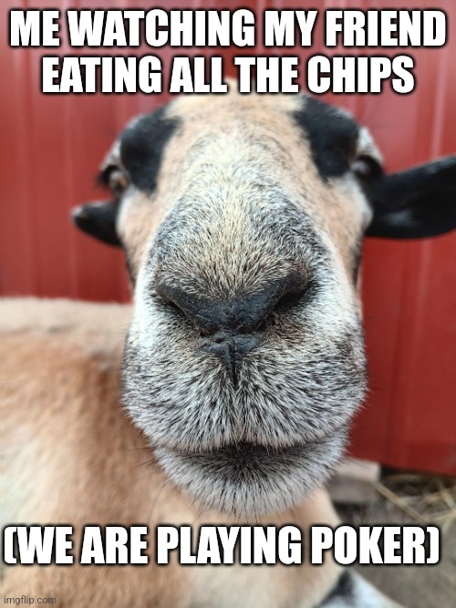 Goat stare | ME WATCHING MY FRIEND EATING ALL THE CHIPS; (WE ARE PLAYING POKER) | image tagged in goat stare | made w/ Imgflip meme maker