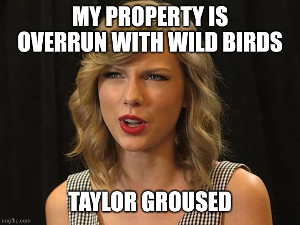 Taylor groused | MY PROPERTY IS OVERRUN WITH WILD BIRDS; TAYLOR GROUSED | image tagged in taylor swiftie | made w/ Imgflip meme maker