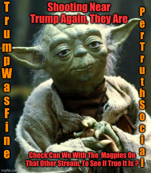 Safe According To Steven Chung | T
r
u
m
p
W
a
s
F
i
n
e; Shooting Near Trump Again, They Are; P
e
r
T
r
u
t
h
S
o
c
i
a
l; Check Can We With The  Magpies On That Other Stream, To See If True It Is ? | image tagged in memes,star wars yoda,politics,political meme | made w/ Imgflip meme maker