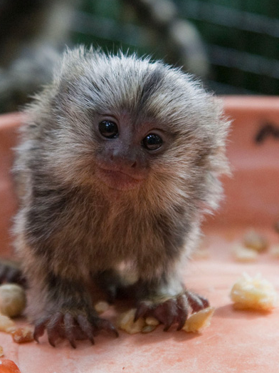Baby Marmoset Blank Meme Template